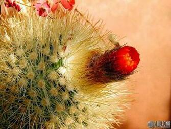 Cactus Flower Wallpaper Computer Beautiful Desktop