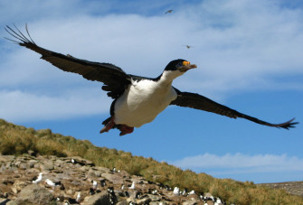 Imperial Shag HD Wallpaper