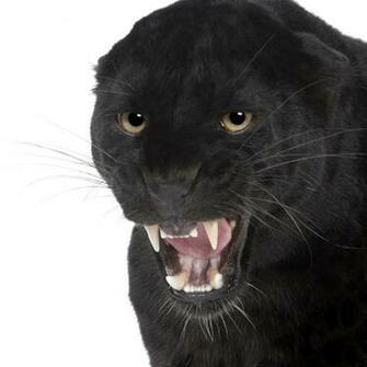 Black Cat Angry HD Wallpaper Desktop WallscreenHD