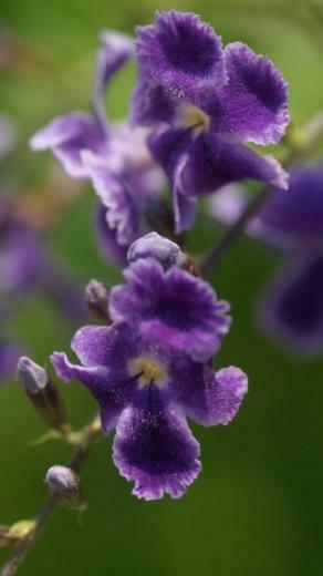 Spring Purple Flowers Car Pictures