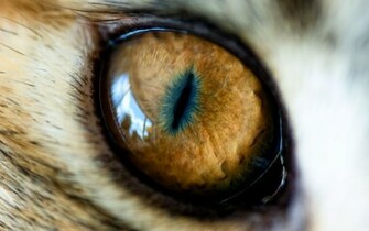 Wallpaper Animal Eye Of The Tiger