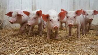 Pigs Wallpaper
