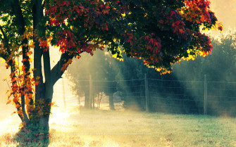 Autumn Morning For Your Desktop