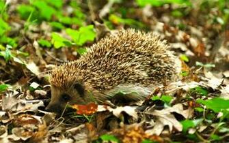 Hedgehog Computer Wallpaper Desktop Background Id