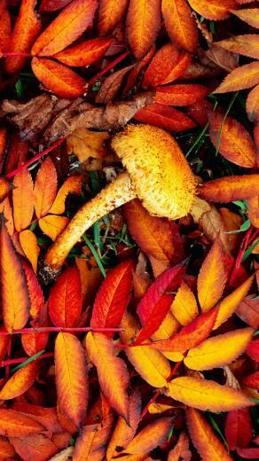 iPhone Wallpaper Fall Background