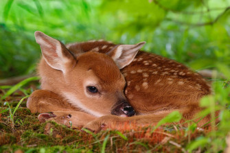 Deer Desktop Wallpaper
