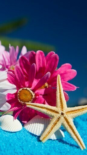 Bigger Seashell Water Live Wall Paper For Android Screenshot