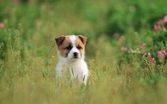 Pretty Dog Wallpaper Puppies