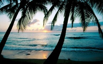 Palm Tree Wallpaper