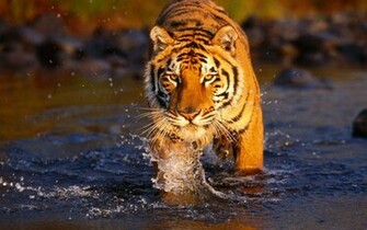 Baby Tiger Picture Animals Beautiful Exotic Mystic Nature
