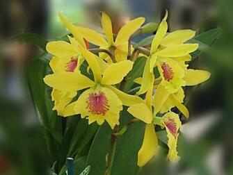 Beautiful Orchids Wallpaper