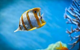 Descargar Imagen Fishing Wallpaper HD Widescreen Gratis