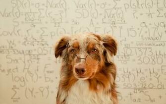 Funny Dogs Wallpaper High Definition Quality