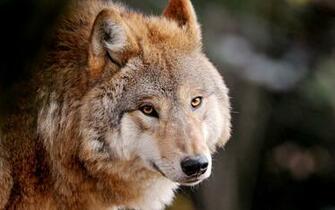 Wolf Full Screen Amazing Wallpaper High Quality