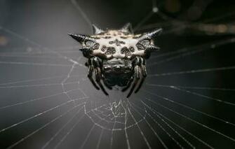 Wallpaper Spider Monster Web Arachnid Image For Desktop