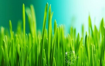 Green Grass Background
