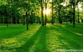 Beautiful Tree Wallpaper HD