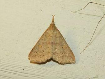 Maryland Biodiversity Project Sober Renia Moth Sobrialis