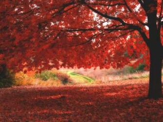 Wallzoa Nature Wallpaper Autumn HD Widescreen Html
