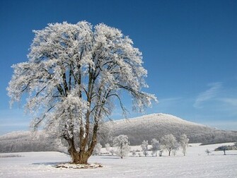 Desktop Wallpaper Frozen Trees