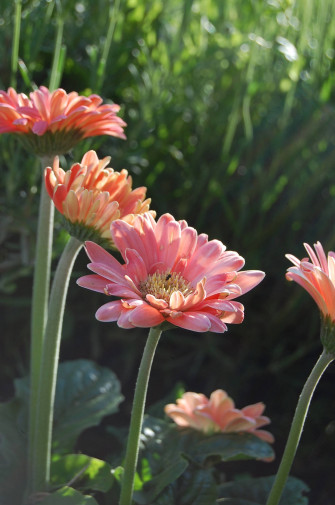 Flower Android Wallpaper