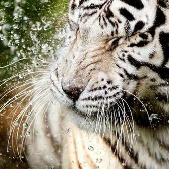 White Tiger Water Touch Android Apps On Google Play