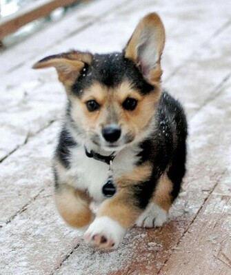 Pembroke Welsh Corgi Wallpaper