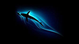 Cool Fish Wallpaper HD Net