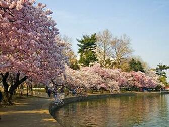 File Name Sakura Flower HD Wallpaper For Desktop