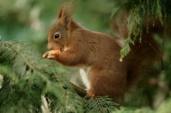 Beautiful Wallpaper Squirrels