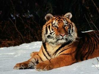 Siberian Tiger iPad Mac HD Wallpaper High