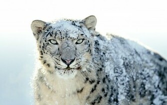 Snow Leopard Animals Wallpaper