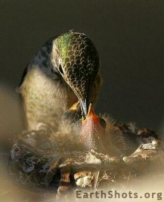Nurturing Survival By Linda Jones Earth Shots Wallpaper S