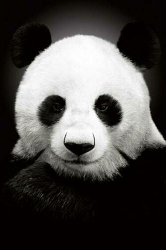 Panda iPhone Wallpaper HD