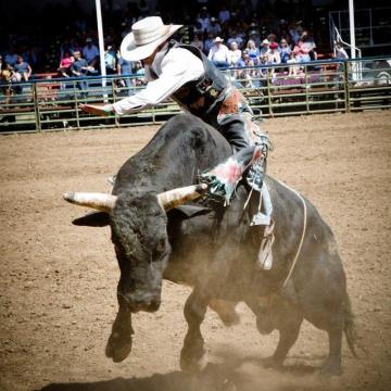 Bull Riding Wallpaper