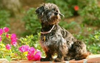 Wallpaper Flowers Dog Collar Bougainvillea Image For Desktop