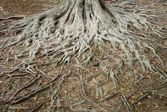 Tree Root Wallpaper X Net
