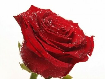 Roses Wallpaper HD Rose White Background Red Jpg