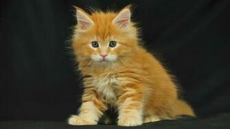 Maine Coon Cats Desktop Wallpaper X Photos Of