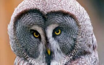 Wallpaper Great Gray Owl Head Birds