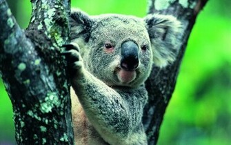 Koala Computer Wallpaper Desktop Background Id