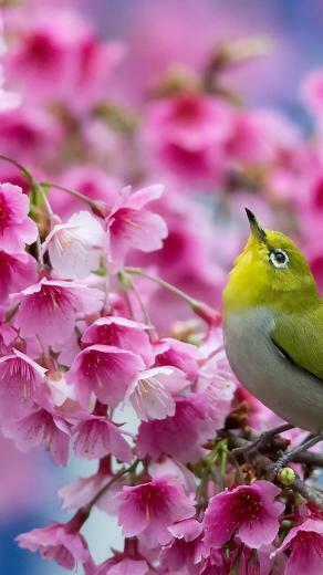 Spring Flowers Android Wallpaper