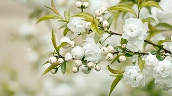 Desktop Wallpaper HD 3d Full Screen Flowers Beautiful