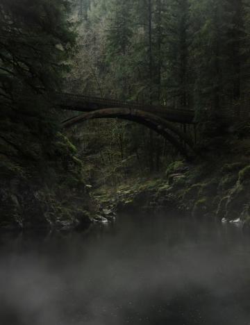 Moody Forest Pictures Image