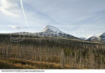 Dead Trees From Fire With Snow Covered Mountain In Background Montana