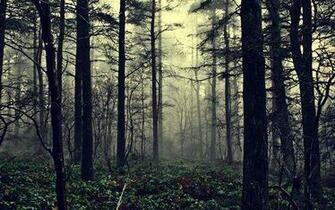 Foggy Forest Picture For iPhone Blackberry iPad
