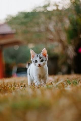 Small Cute Lovely White Cat Baby Cats Animals Kittens Cutest
