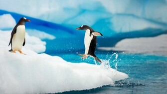 Penguin Wallpaper HD Desktop Wallapers High