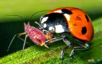 Beautiful Wallpaper Ladybugs