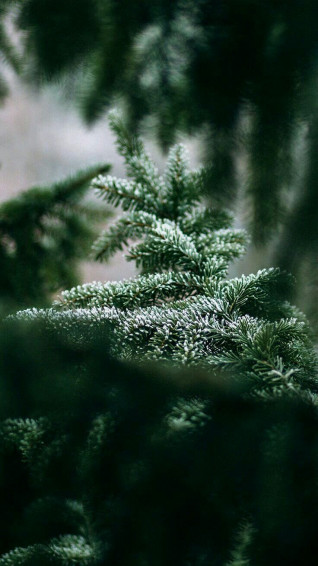 Kata Csiki On Fa Erd Hegy iPhone Wallpaper Winter